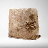 Tawaka | Grow Kit (Shipping 3rd Nov)